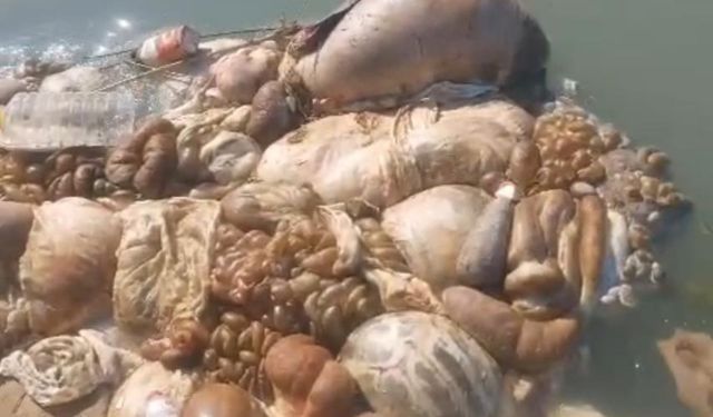 Adana Sulama Kanalları Kurban Artıklarıyla Doldu