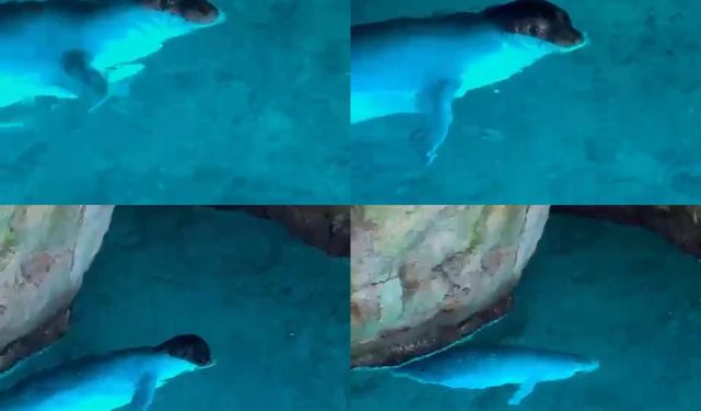 Mersin Koyunda Nadir Görülen Akdeniz Foku Tatilcileri Şaşırttı