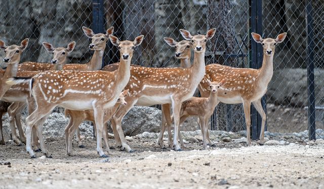 Tarsus Doğa Parkı Yeni Sakinlerini Karşılıyor
