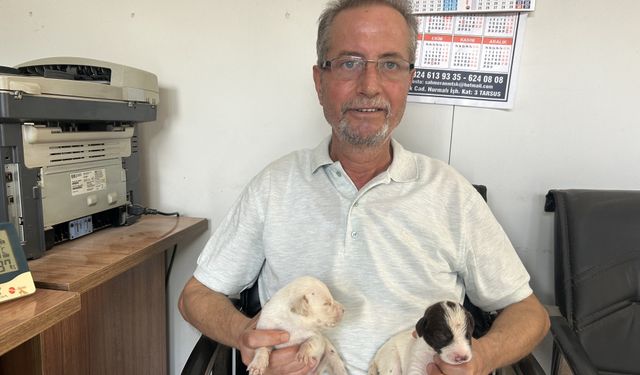 Tarsus’un Çatalburun Köpeği 13 Yavruyla Şaşırttı