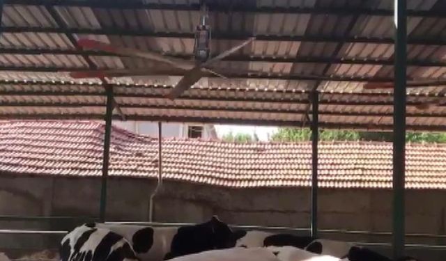 Besiciler Hayvanlarını Serinletmek İçin Seferber Oldu