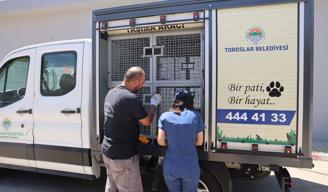 Hayvanlara özel müdürlük, doğal yaşam alanı yolda