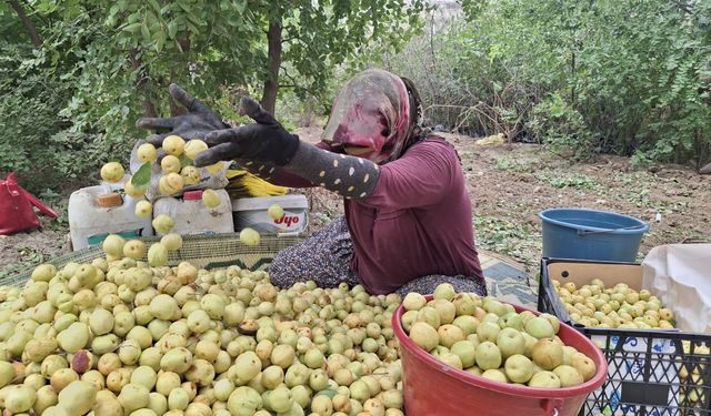 Tarsus'ta Hünnap Hasadı Başladı