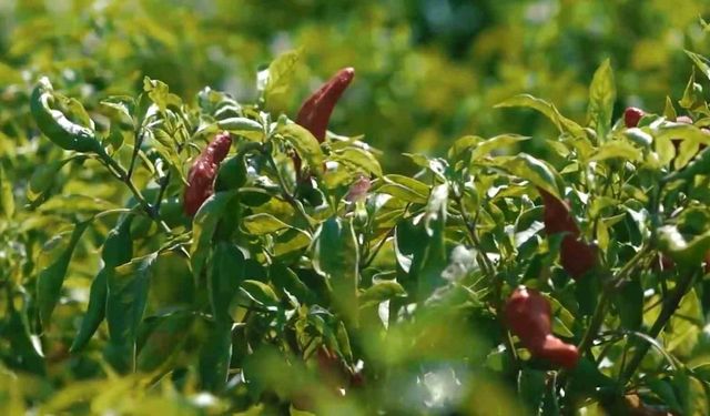 Gaziantepli Kadınlar 40 Derece Sıcakta Biber Mesaisinde