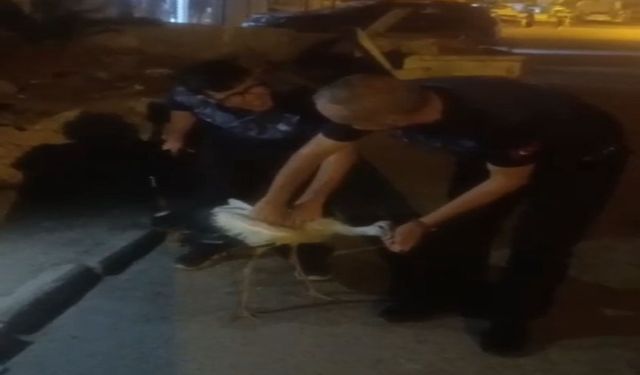 Umut Kanatlandı: Bitkin Leylek Tedavi Altına Alındı