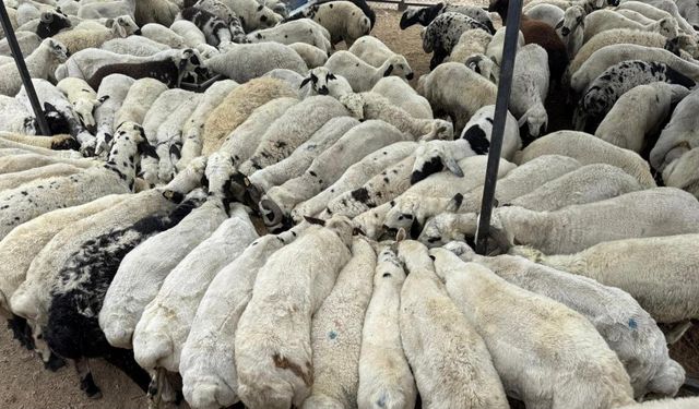 Adana’da Şap Alarmı: Hayvan Hareketleri Durduruldu