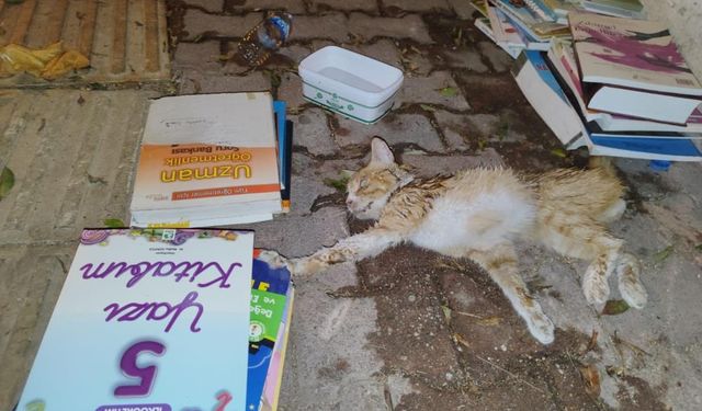 Vatandaşların Seferber Olduğu Yavru Kedi Tedavi Altına Alındı