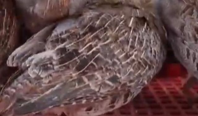 Isparta’da Doğaya 200 Çil Keklik Salındı