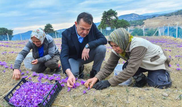 Mersin'de Safran Yetiştiriciliği Büyüyor: 22 Yeni Üretici Başlıyor