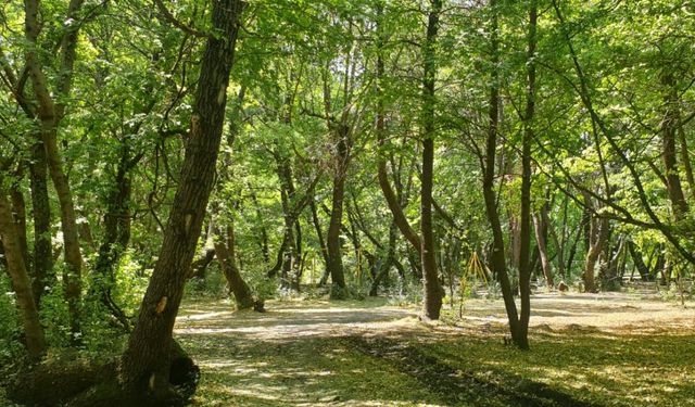 Mersin’in Yüzölçümünün Yüzde 53’ü Ormanlarla Kaplı