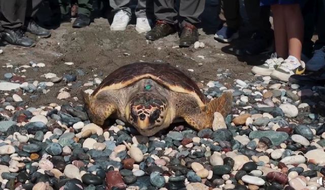 Tedavisi Tamamlanan Deniz Kaplumbağaları Denizle Buluştu