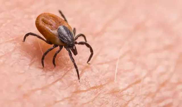 Kene Yoluyla Bulaşan Lyme Hastalığına Dikkat!