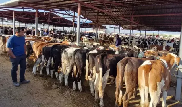 38 İlde Hayvan Pazarları Yeniden Açıldı