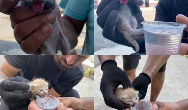 Erdemli’de Yangın Enkazından 6 Gün Sonra Yavru Kedi Çıktı