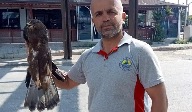 Bitkin haldeki şahin koruma altına alındı