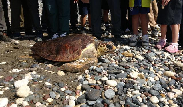 Yaralı Bulunan 5 Deniz Kaplumbağası Mersin’de Özgürlüğe Kavuştu