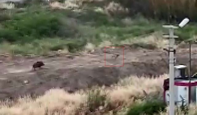Mersin'de Domuz Sürüsü Köpeği Kovaladı: O Anlar Kamerada