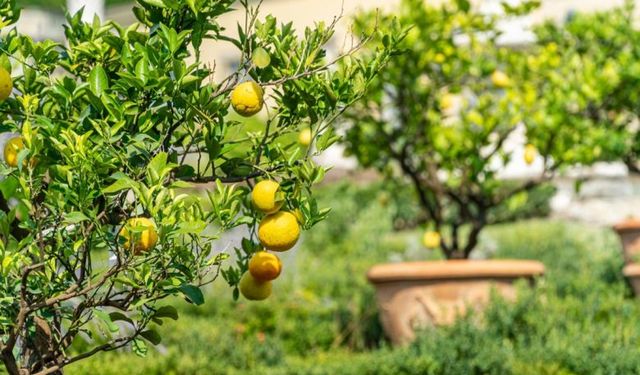 Mersin'de 17 dönüm meyve bahçesi için mahkemenin istediği fiyat şaşırttı