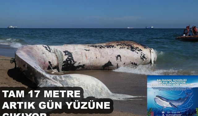 17 Metrelik Fin Balinası Topraktan Çıkarılıyor
