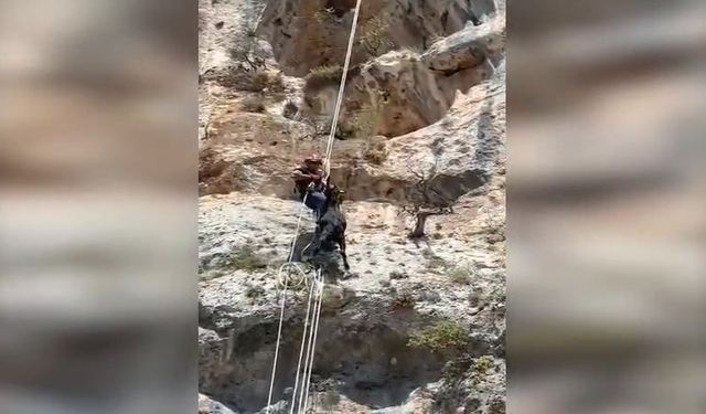 Uçurumda Mahsur Kalan Keçi İtfaiye Ekiplerince Kurtarıldı