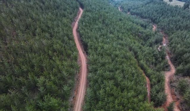 Silifke Ziraat Odası Başkanlığı Duyurdu: Ormanlık Alanlara Giriş Yasağı Uzatıldı