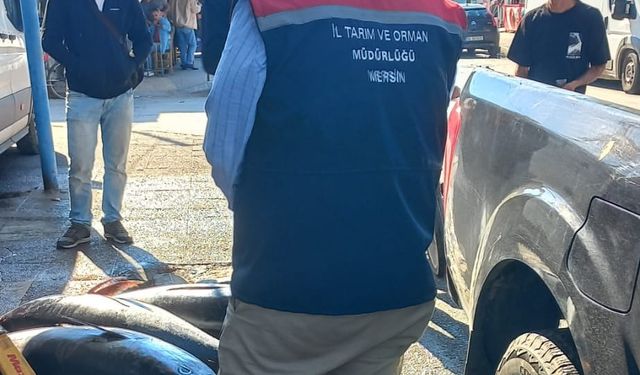 Mersin’de Kaçak Balığa El Konuldu, İşletmeye Ceza Kesildi