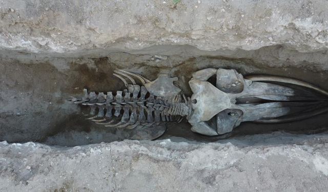 16 Metrelik 'Balina'nın Kafatası ve Gövdesi Tamamen Ortaya Çıktı