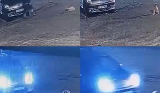 Aracın üzerinden geçtiği köpek telef oldu
