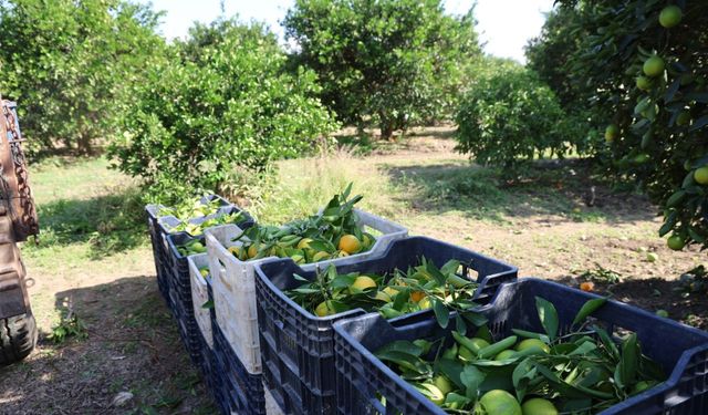 Soğuk Hava Etkileyemedi: Mandalina Bu Yıl Bol ve Ucuz