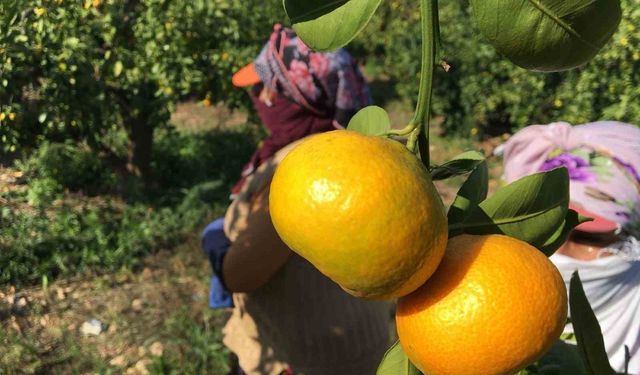 Mersin Narenciyesinde Yeni Pazar Arayışı: İhracat Rotaları