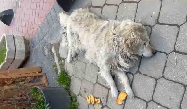 Sokağın maskotu "Waffle" ekipler tarafından barınağa götürülünce gözyaşı döktü