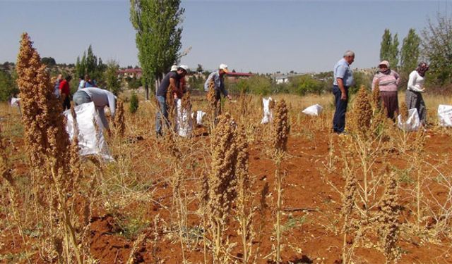 Bahçede Ekti, Hasatta Kasasını Doldurdu: Bakımı Neredeyse Yok!