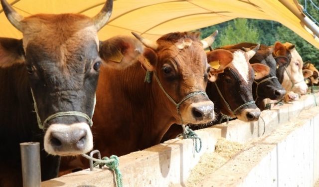 Şap Hastalığı Kontrol Altında: Bakanlıktan Açıklama Geldi