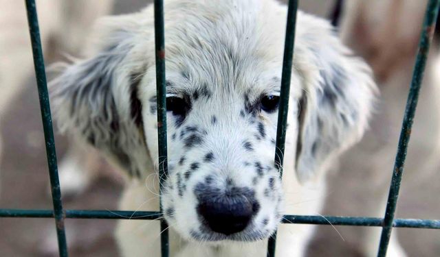 Anamur Belediyesi’nden sokak hayvanlarına otel konforunda barınak