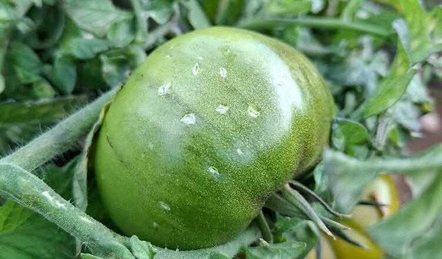 Erdemli’de Yağan Dolu Domates Bahçelerine Zarar Verdi