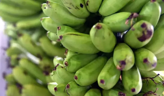 Çukurova’da Muz Seraları Hızla Yayılıyor