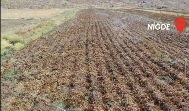 İmrahor Barajı’nın Devreye Girmesiyle Tarım Canlandı