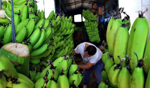 Komisyoncular Diretiyor, Üretici Direniyor: Anamur’da Muz Savaşı Büyüyor