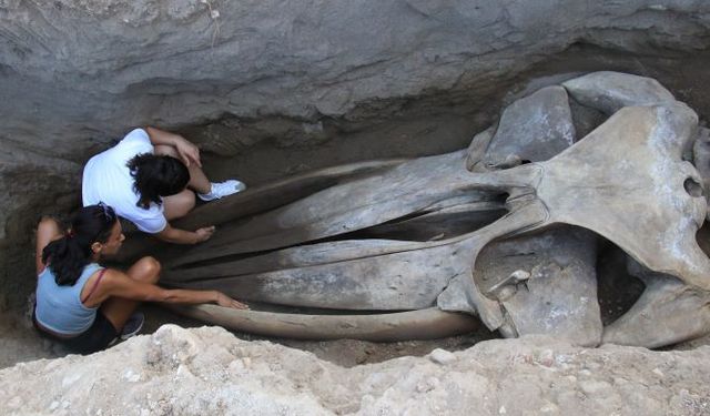 Mersin’de 16 Metrelik Fin Balinası Yeniden Hayat Buluyor