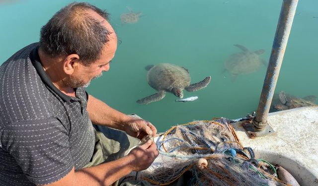 Mersin’de Göç Etmeyen Caretta Carettalar Balıkçıların 'Maskotu' Oldu