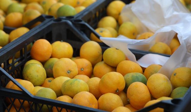 Mandalina fiyatı 2 TL’ye düşünce tonlarca ürün ücretsiz dağıtıldı
