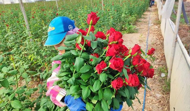 Gül Üreticisi Dertli: “Asıl Parayı Aracılar Kazanıyor”