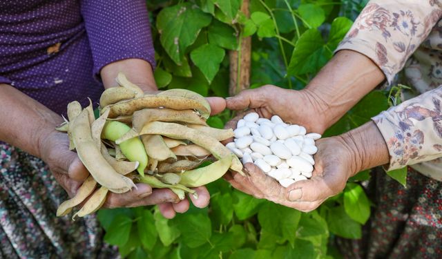 Büyükşehir Atalık Tohumları Gelecek Nesillere Aktarıyor