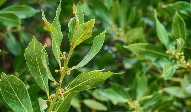 Ormanda kendiliğinden yetişiyor! Litresi 1000 TL'ye satılıyor