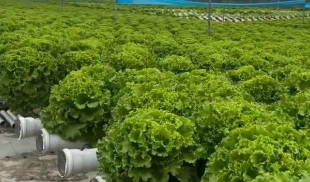 Mersinli Çiftçi, Marula 2 TL Verilince İsyan Etti