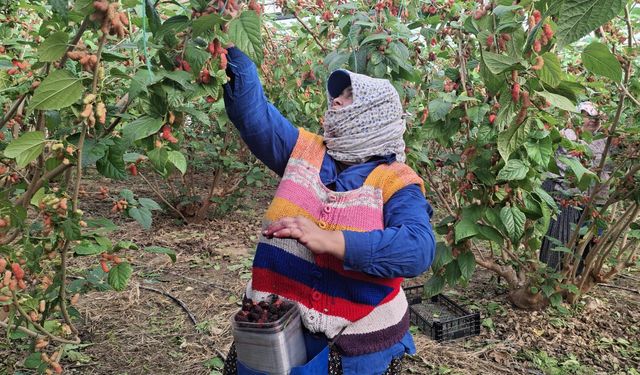 Mersin'de Karadut Hasadı Başladı; Yüzde 70'i İhraç Ediliyor