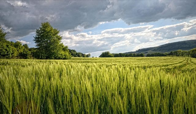 Mersin'de Daire Fiyatına Dev Tarla Satılacak: Mahkeme Son Tarihi Açıkladı