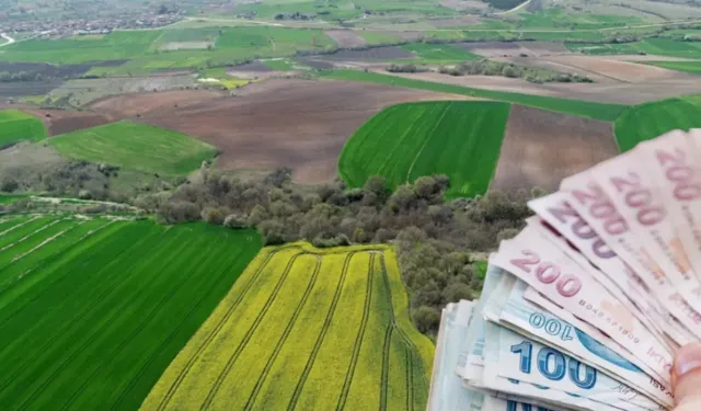 Mersin'de Tarla ve Üzerindeki Her Şey Satılıyor: Devlet Kurumu Sadece Bu Fiyatı İstedi