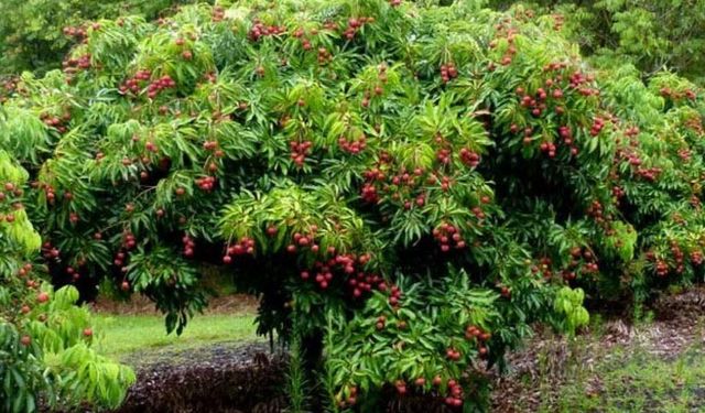 Türkiye'de sadece Mersin'de yetişiyor! Sağlığa faydaları saymakla bitmiyor