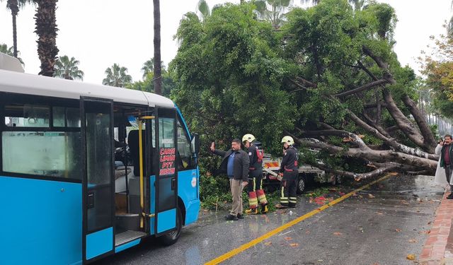 Mersin'de Faciadan Dönüldü: Dev Ağaç Araçların Üzerine Devrildi